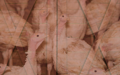 Turkey Truth: What the Turkey Industry Does Not Want You to Know